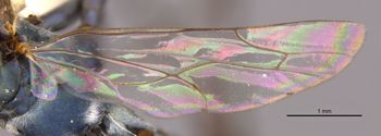 Media type: image;   Entomology 26607 Aspect: Wing hind